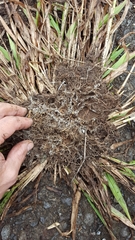 Paspalum mandiocanum