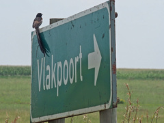 Euplectes progne progne