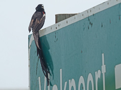 Euplectes progne progne