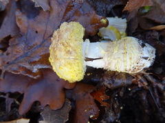 Amanita franchetii