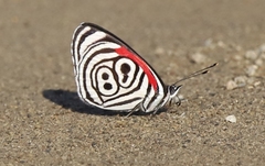 Diaethria clymena