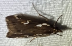 Perimeceta niphotypa