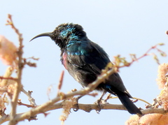Cinnyris mariquensis