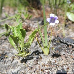 Viola sieberiana