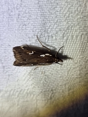 Perimeceta niphotypa