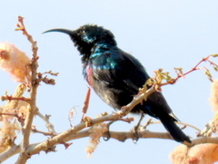 Cinnyris mariquensis