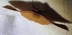 Thyrididae