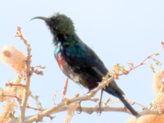 Cinnyris mariquensis