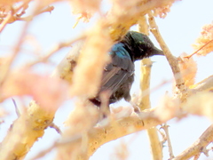 Cinnyris mariquensis