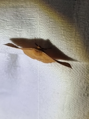 Thyrididae