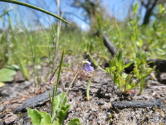 Viola sieberiana