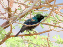 Cinnyris mariquensis