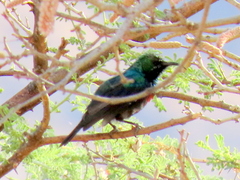 Cinnyris mariquensis