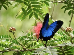 Papilio ulysses