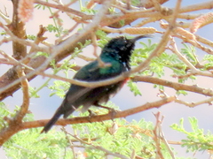 Cinnyris mariquensis