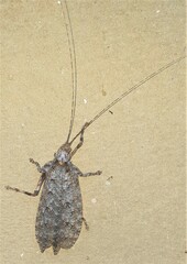 Cymatomera denticollis