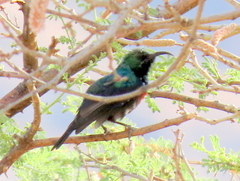 Cinnyris mariquensis
