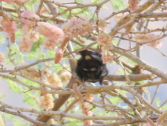 Cinnyris mariquensis