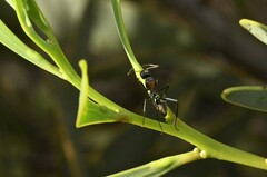 Myrmophyma