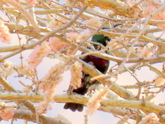 Cinnyris mariquensis