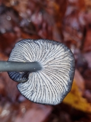 Entoloma serrulatum