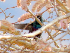 Cinnyris mariquensis