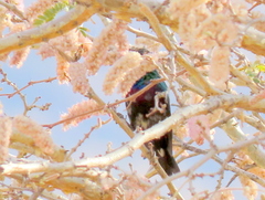 Cinnyris mariquensis