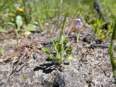 Viola sieberiana