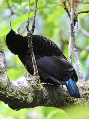 Ptiloris victoriae