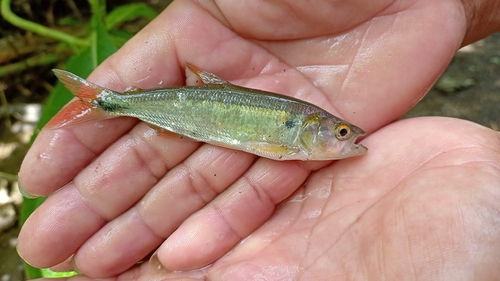 Silver brycon (Brycon alburnus) — Bryconidae