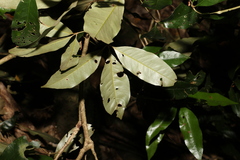 Heritiera trifoliolata