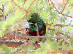 Cinnyris mariquensis