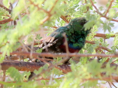 Cinnyris mariquensis