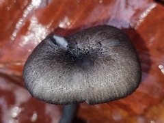 Entoloma serrulatum