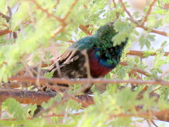 Cinnyris mariquensis