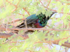 Cinnyris mariquensis