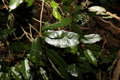 Heritiera trifoliolata