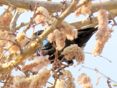 Cinnyris mariquensis