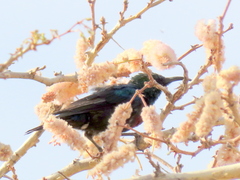 Cinnyris mariquensis