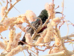 Cinnyris mariquensis