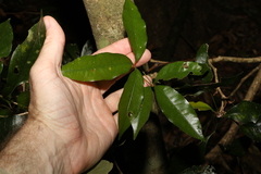 Heritiera trifoliolata