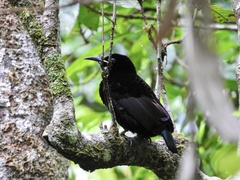Ptiloris victoriae