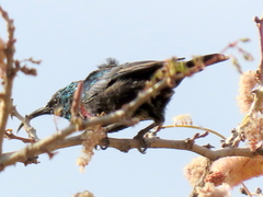 Cinnyris mariquensis