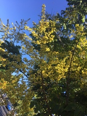 Koelreuteria paniculata