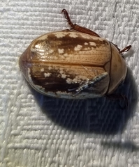 Anoplognathus concolor