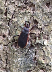 Iphita limbata