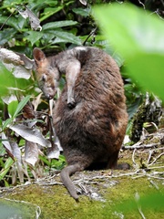 Thylogale stigmatica