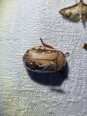 Anoplognathus concolor