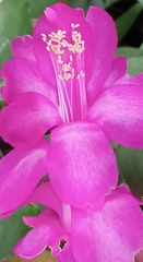 Schlumbergera buckleyi