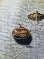 Anoplognathus concolor